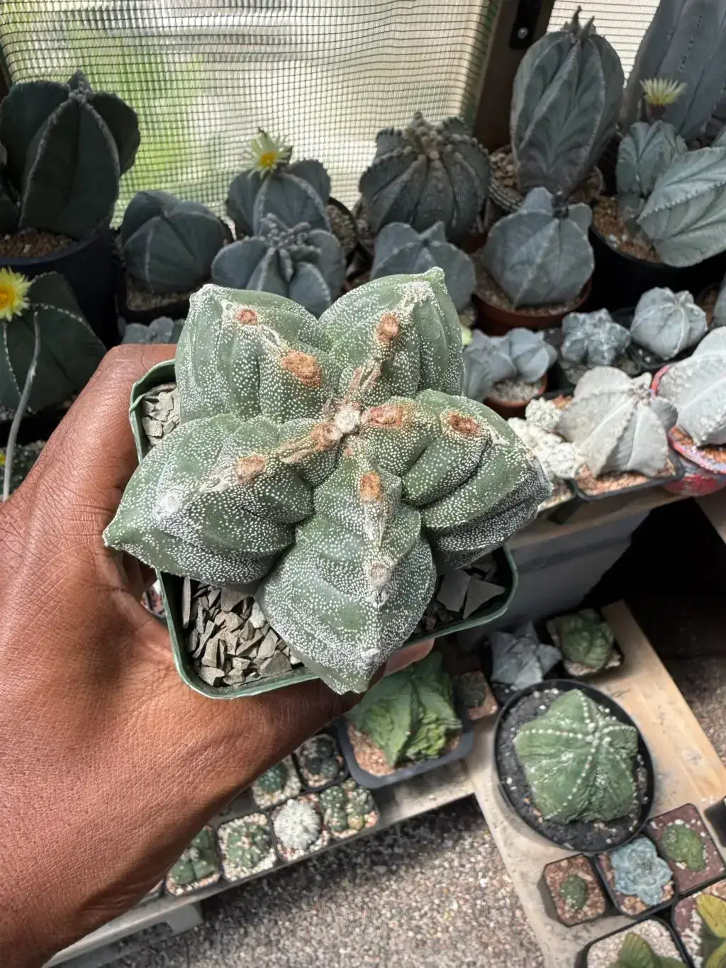 Astrophytum myriostigma cv. Kikko