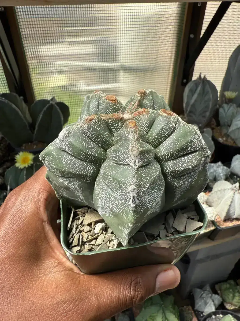 Astrophytum myriostigma cv. Kikko - Image 2