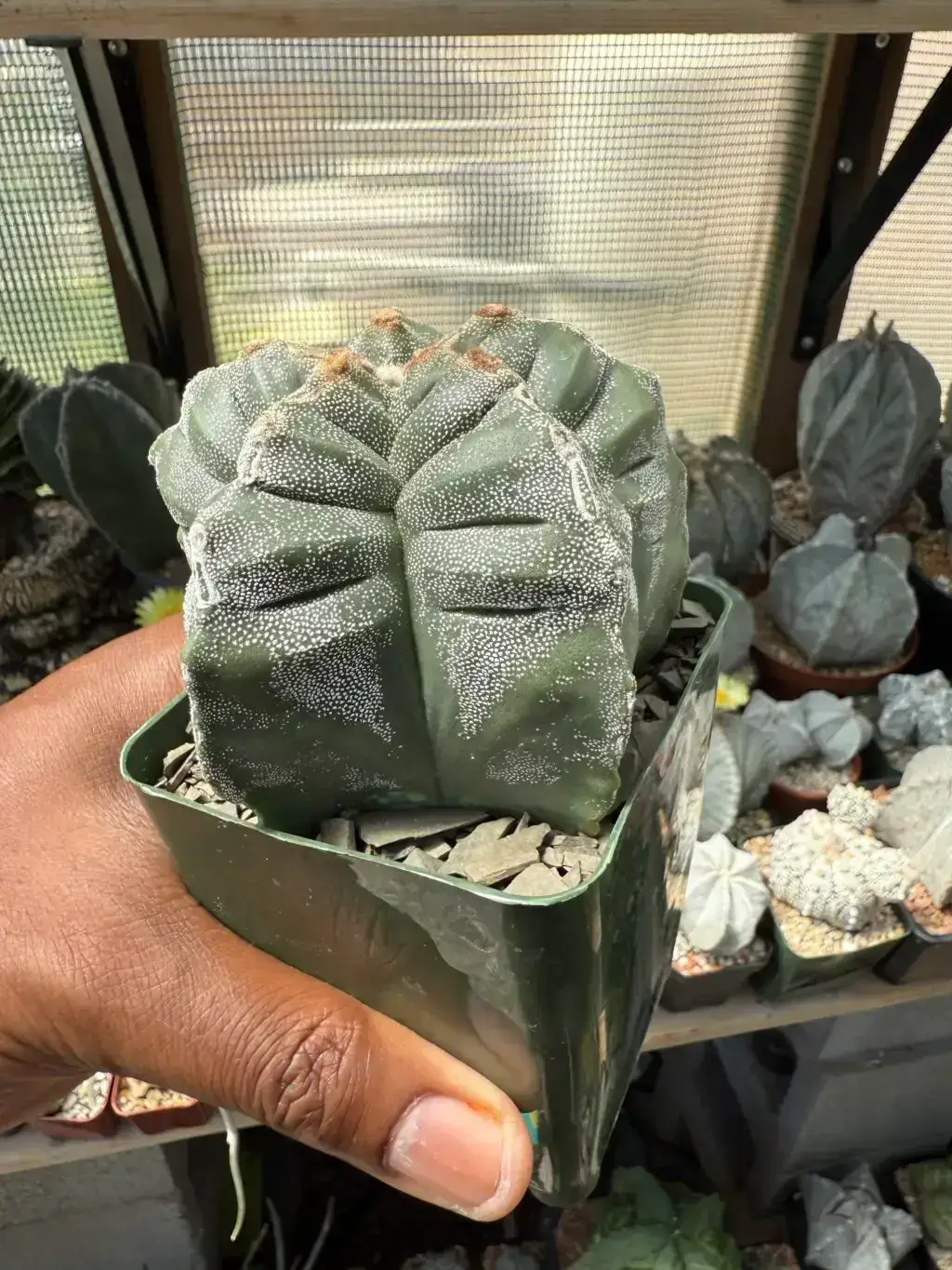 Astrophytum myriostigma cv. Kikko - Image 3