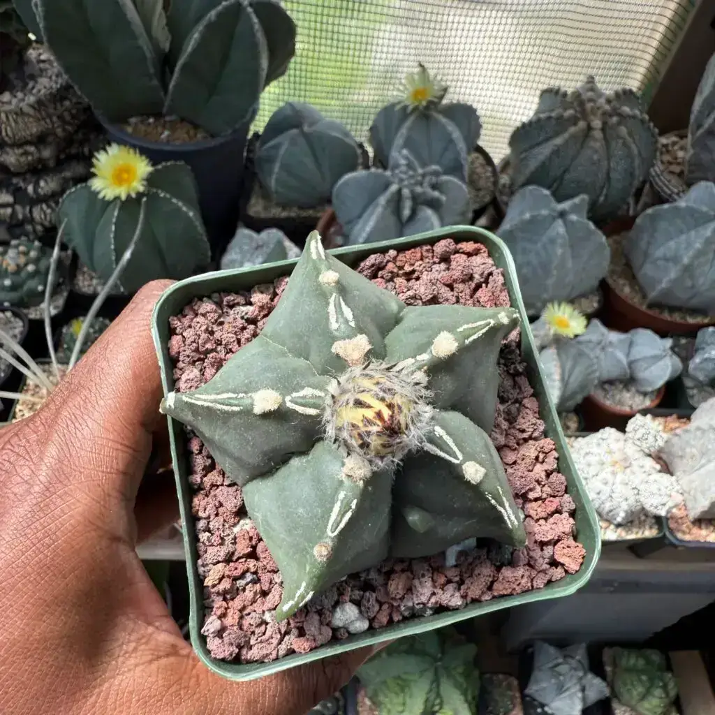 Astrophytum myriostigma cv. Fukuryu Hakujo