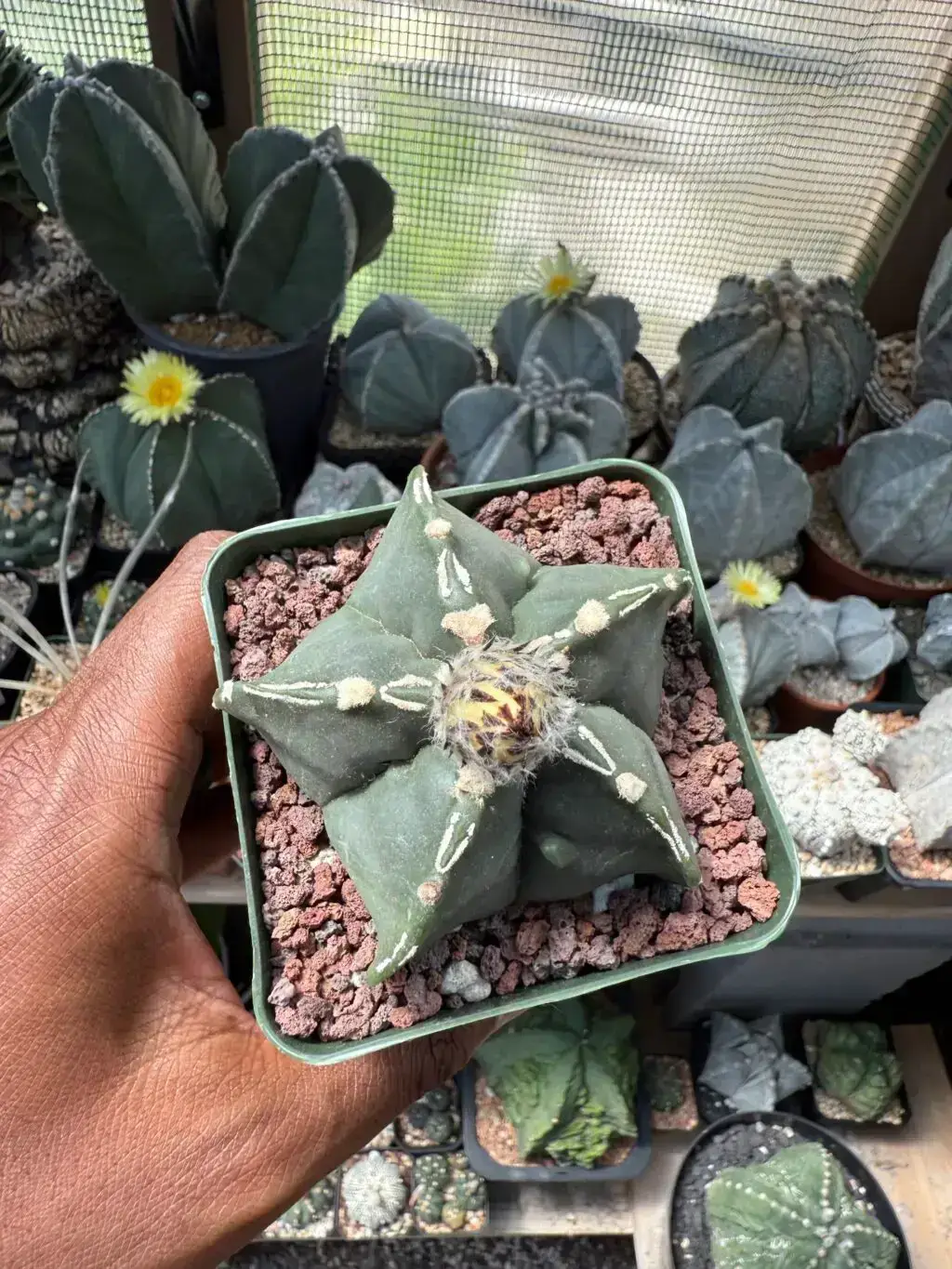 Astrophytum myriostigma cv. Fukuryu Hakujo