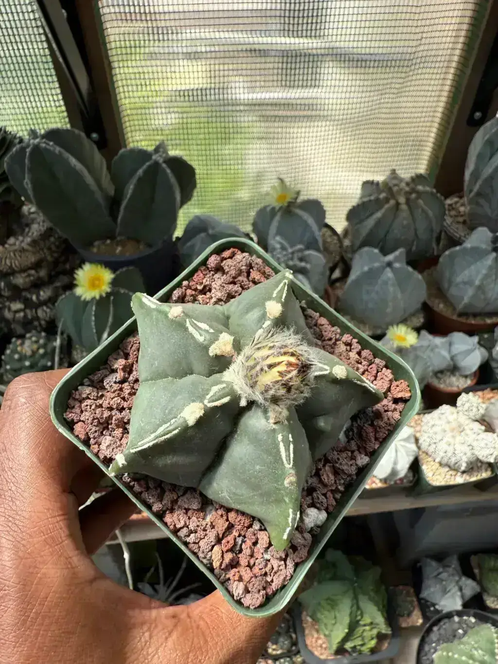 Astrophytum myriostigma cv. Fukuryu Hakujo - Image 3