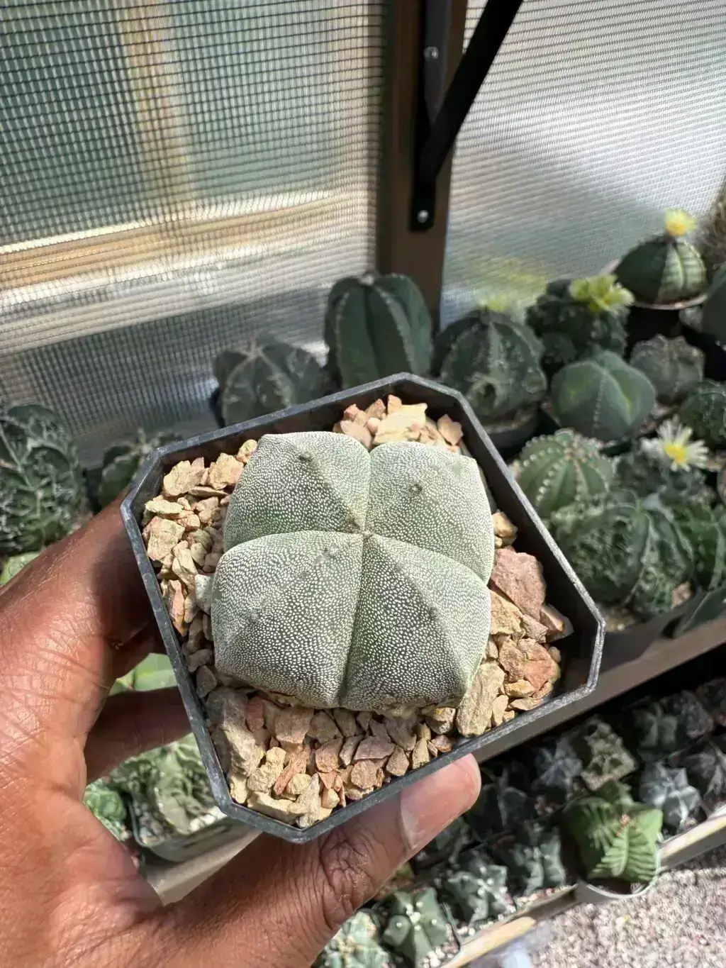 Astrophytum myriostigma quadricostatum - Image 3