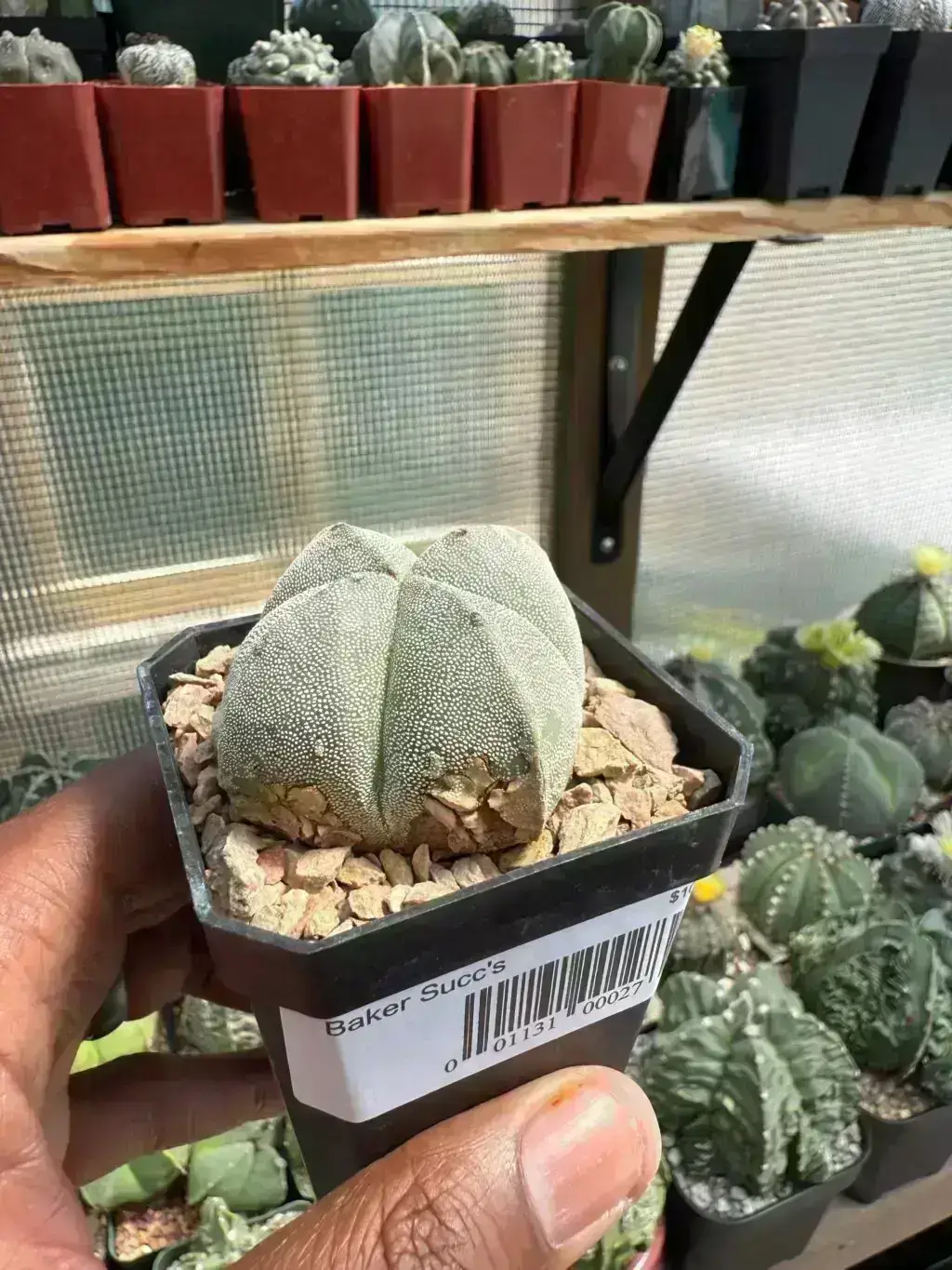 Astrophytum myriostigma quadricostatum - Image 2