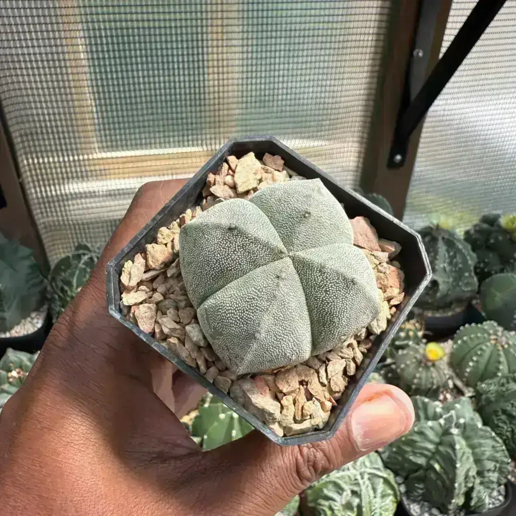 Astrophytum myriostigma quadricostatum