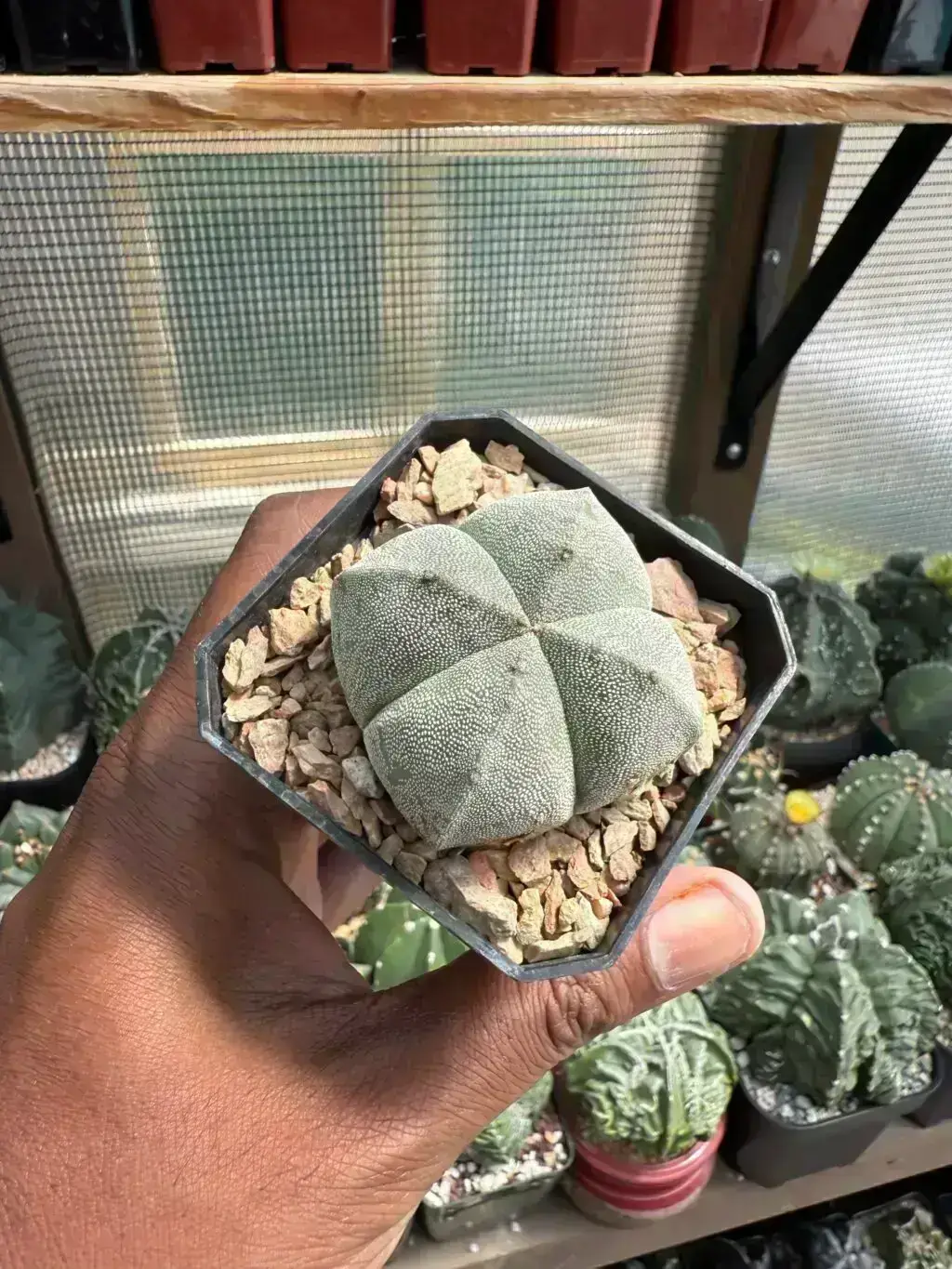 Astrophytum myriostigma quadricostatum