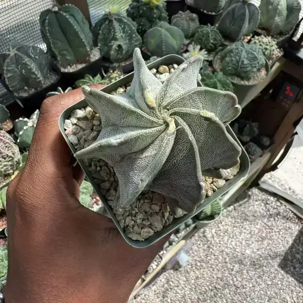 Astrophytum capricorne var. niveum