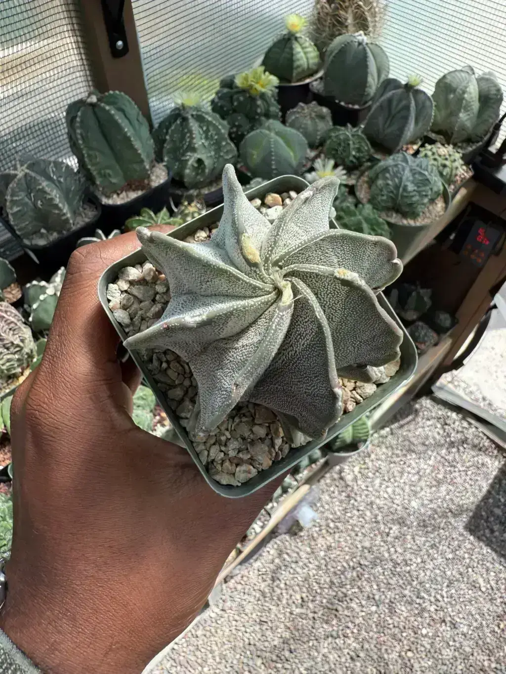 Astrophytum capricorne var. niveum
