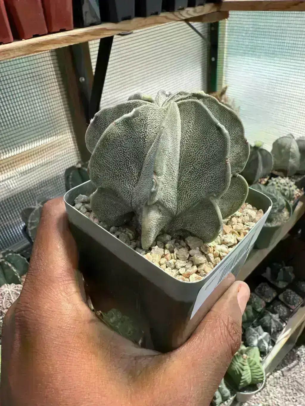 Astrophytum capricorne var. niveum - Image 2