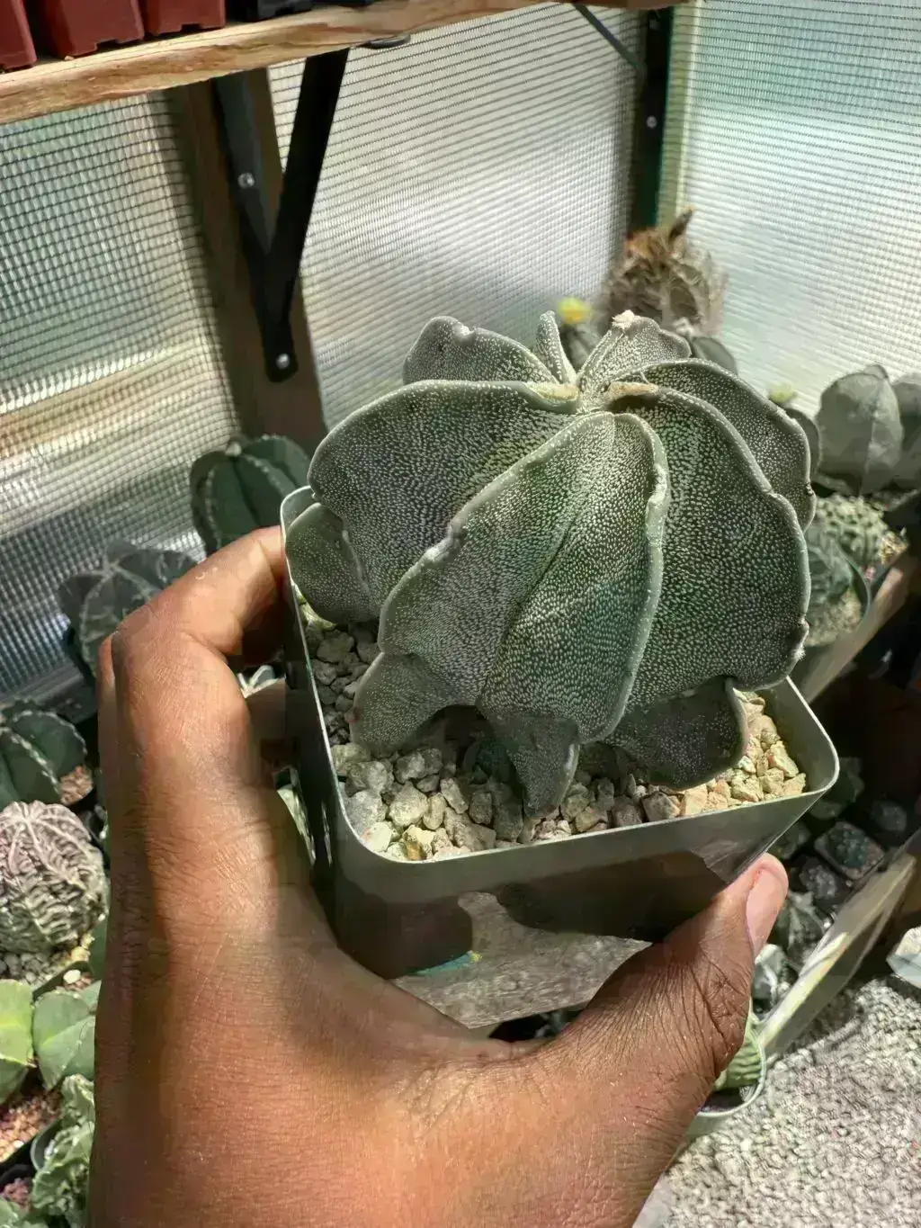 Astrophytum capricorne var. niveum - Image 4