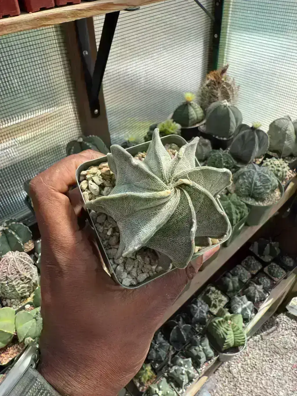 Astrophytum capricorne var. niveum - Image 3