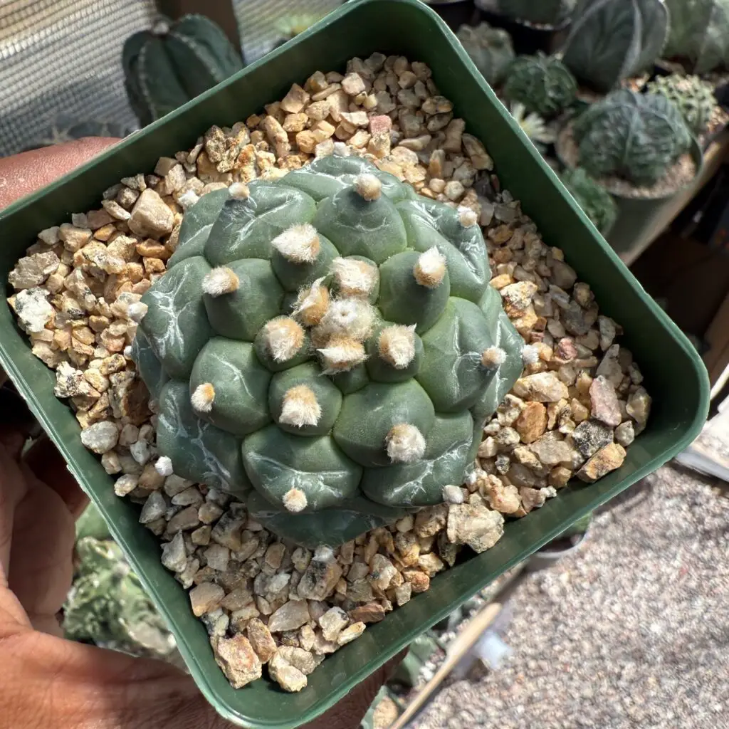 Astrophytum asterias cv. Kikko
