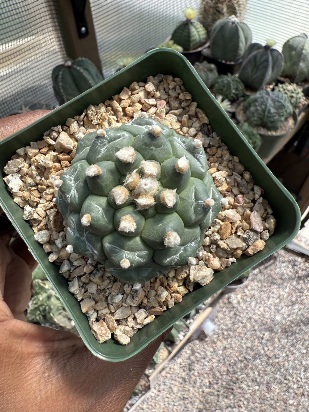 Astrophytum asterias cv. Kikko