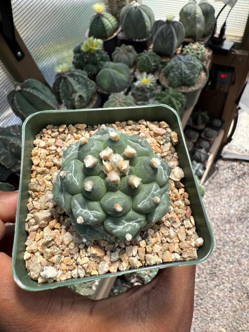 Astrophytum asterias cv. Kikko - Image 2