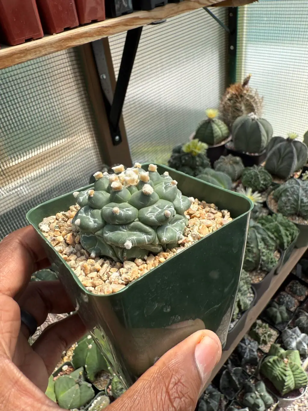 Astrophytum asterias cv. Kikko - Image 3
