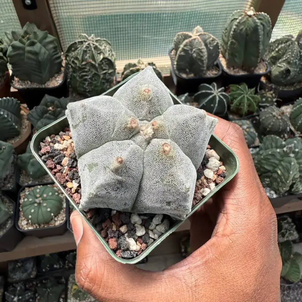 Astrophytum myriostigma cv. Kikko