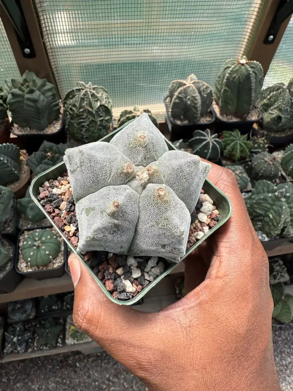 Astrophytum myriostigma cv. Kikko