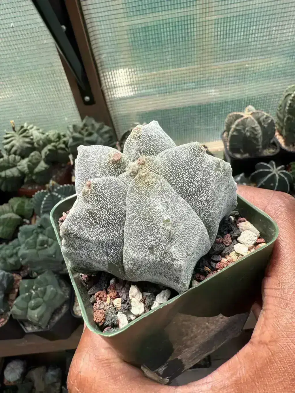 Astrophytum myriostigma cv. Kikko - Image 2