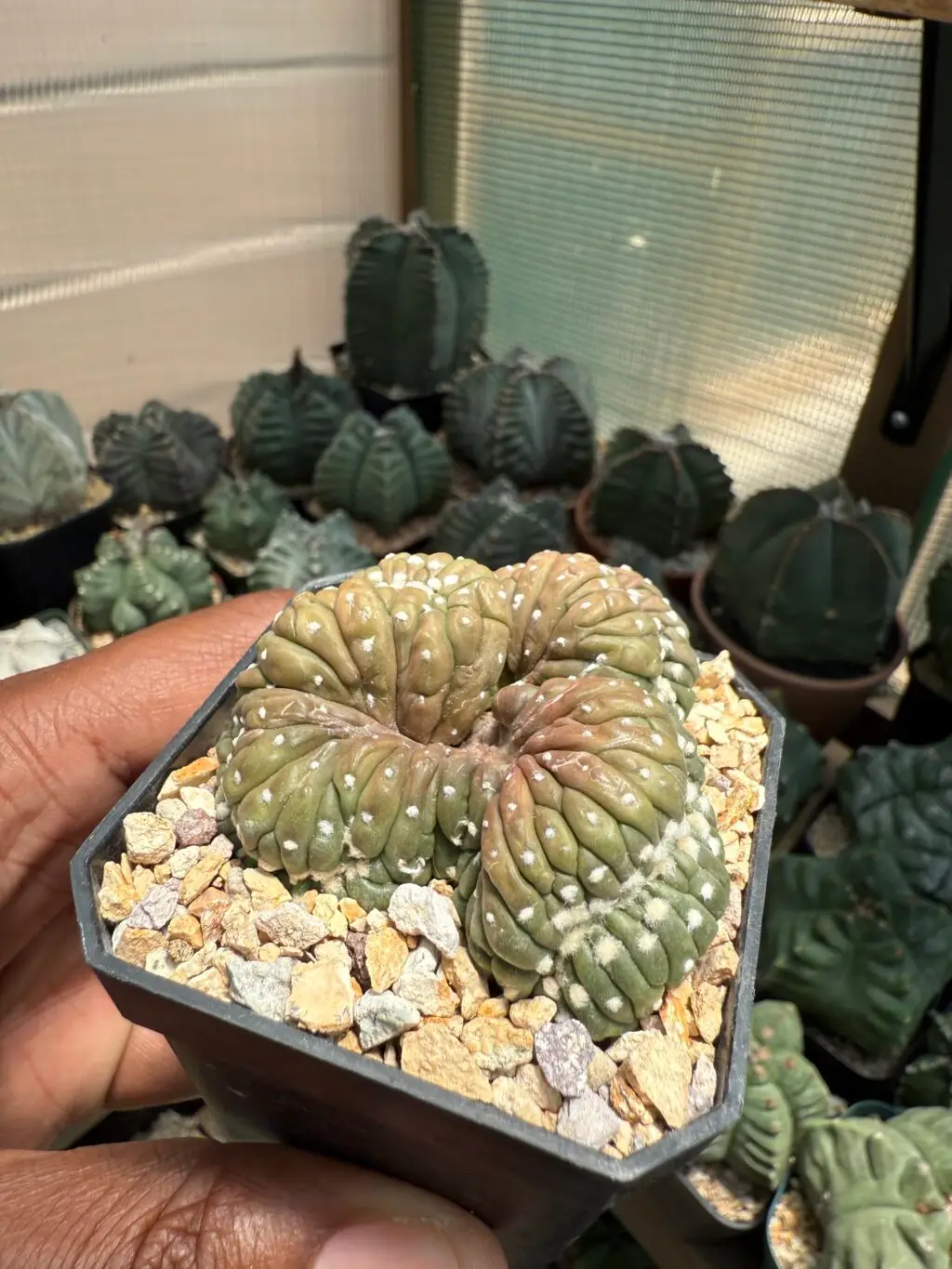 Astrophytum asterias cv. Kikko Cristata - Image 3