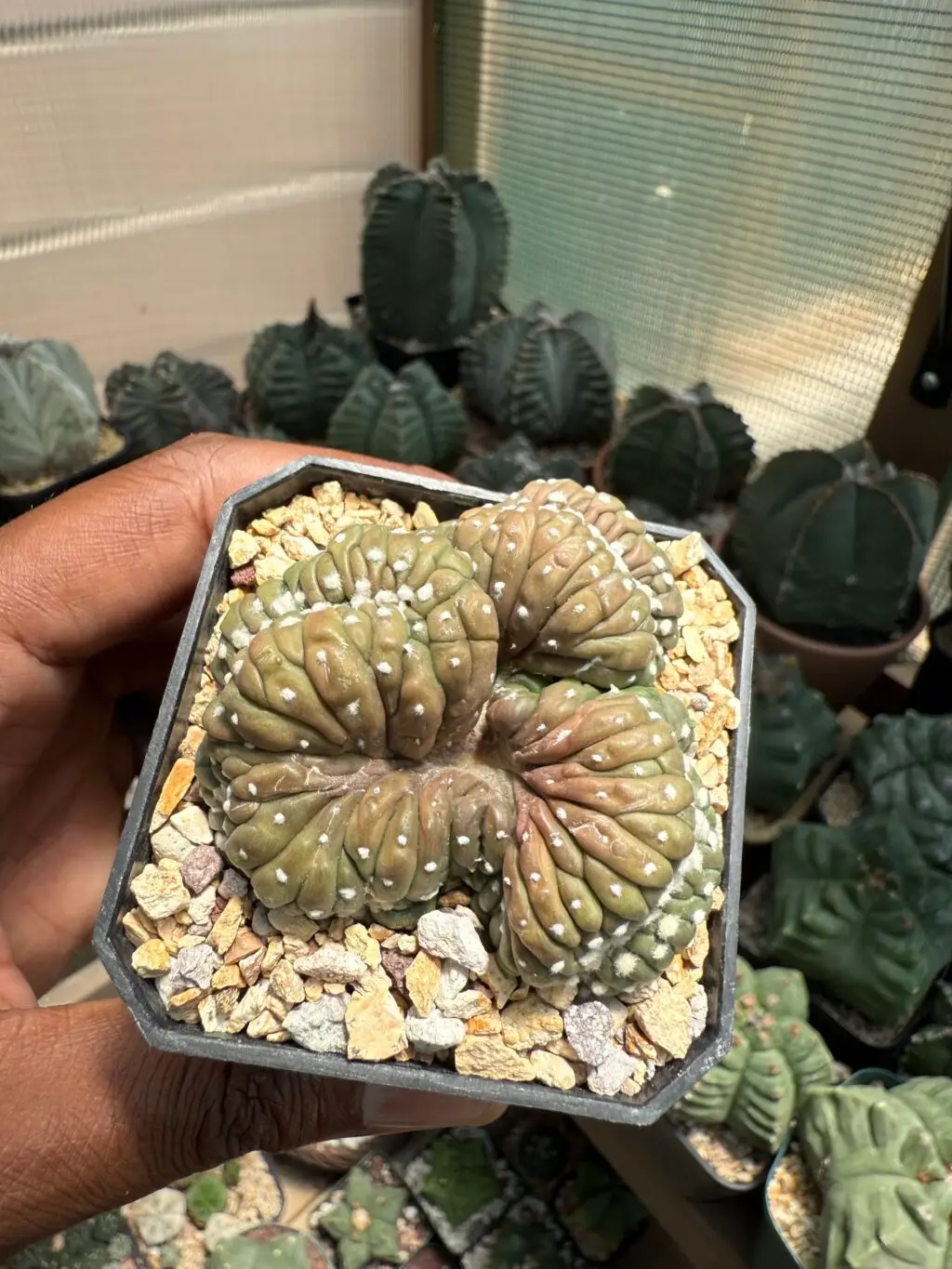 Astrophytum asterias cv. Kikko Cristata - Image 2