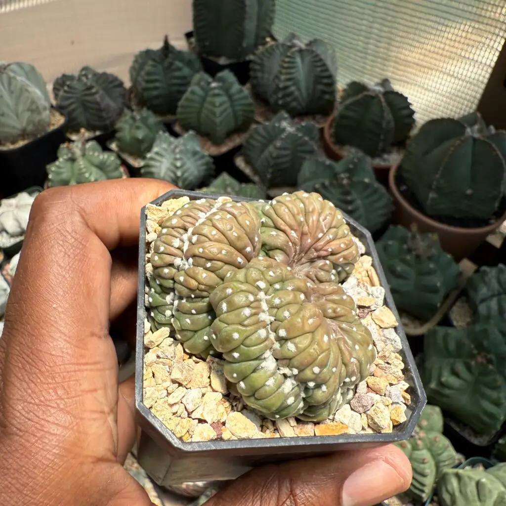 Astrophytum asterias cv. Kikko Cristata