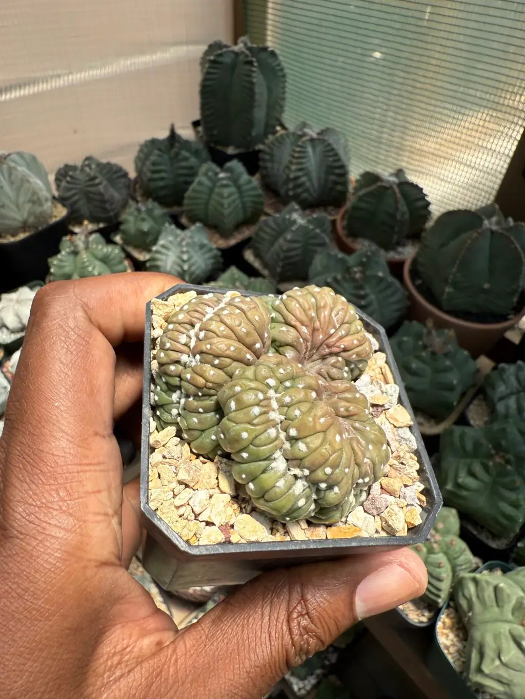 Astrophytum asterias cv. Kikko Cristata
