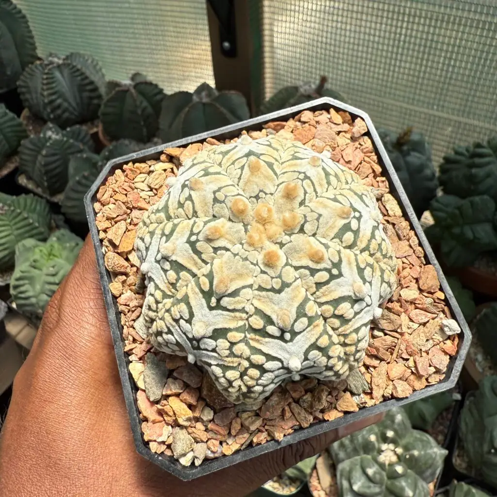 Astrophytum asterias cv. Superkabuto V-Type Star Shape