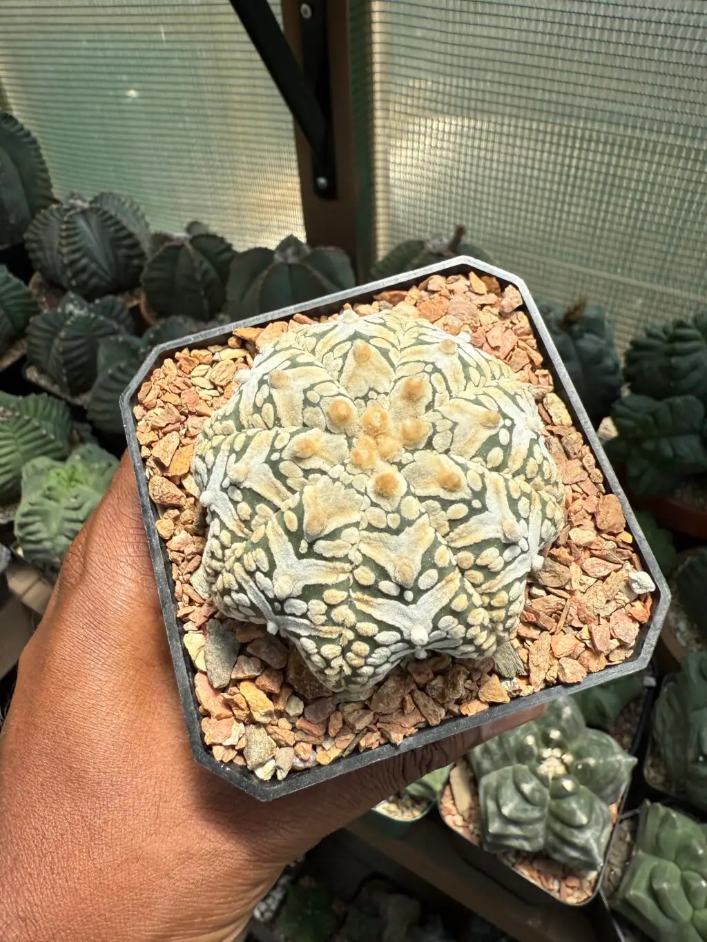 Astrophytum asterias cv. Superkabuto V-Type Star Shape
