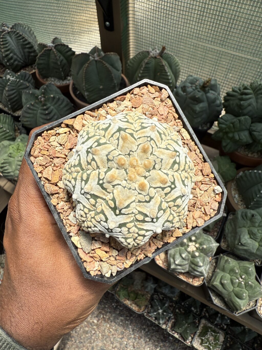 Astrophytum asterias cv. Superkabuto V-Type Star Shape - Image 2
