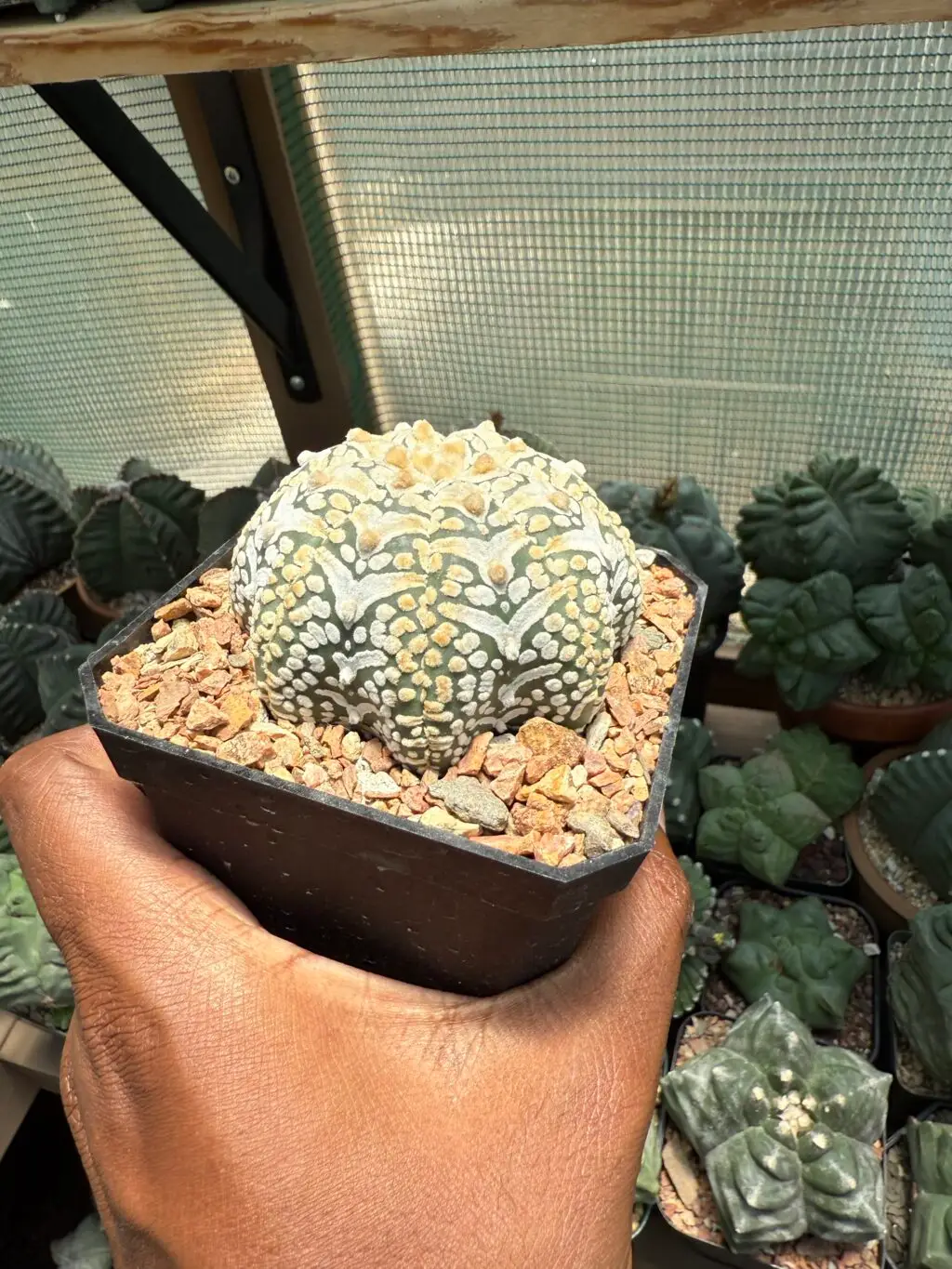 Astrophytum asterias cv. Superkabuto V-Type Star Shape - Image 3