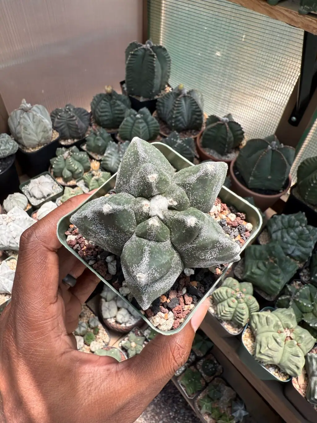 Astrophytum myriostigma cv. Kikko - Image 3