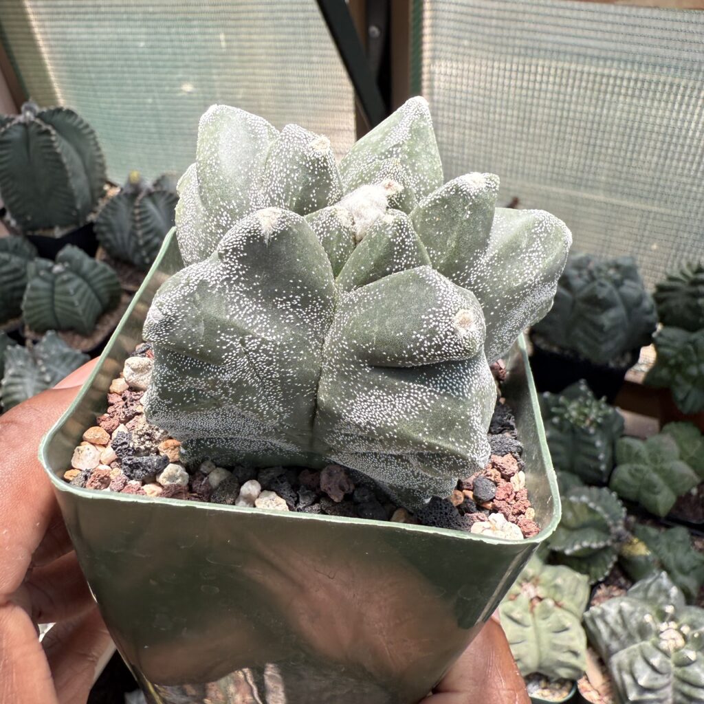 Astrophytum myriostigma cv. Kikko