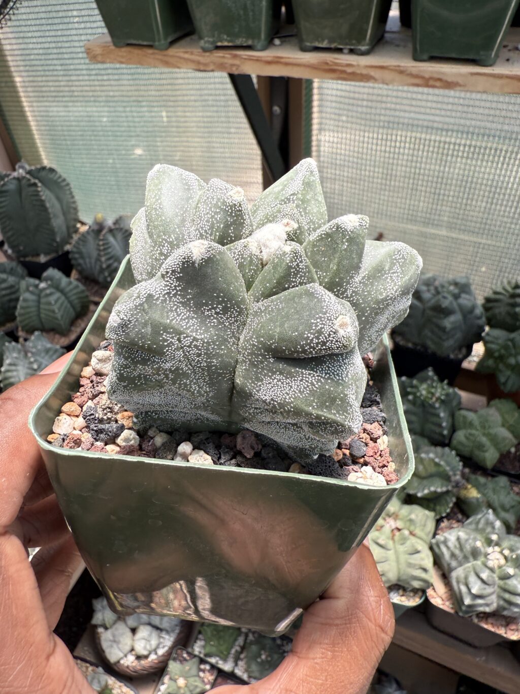Astrophytum myriostigma cv. Kikko