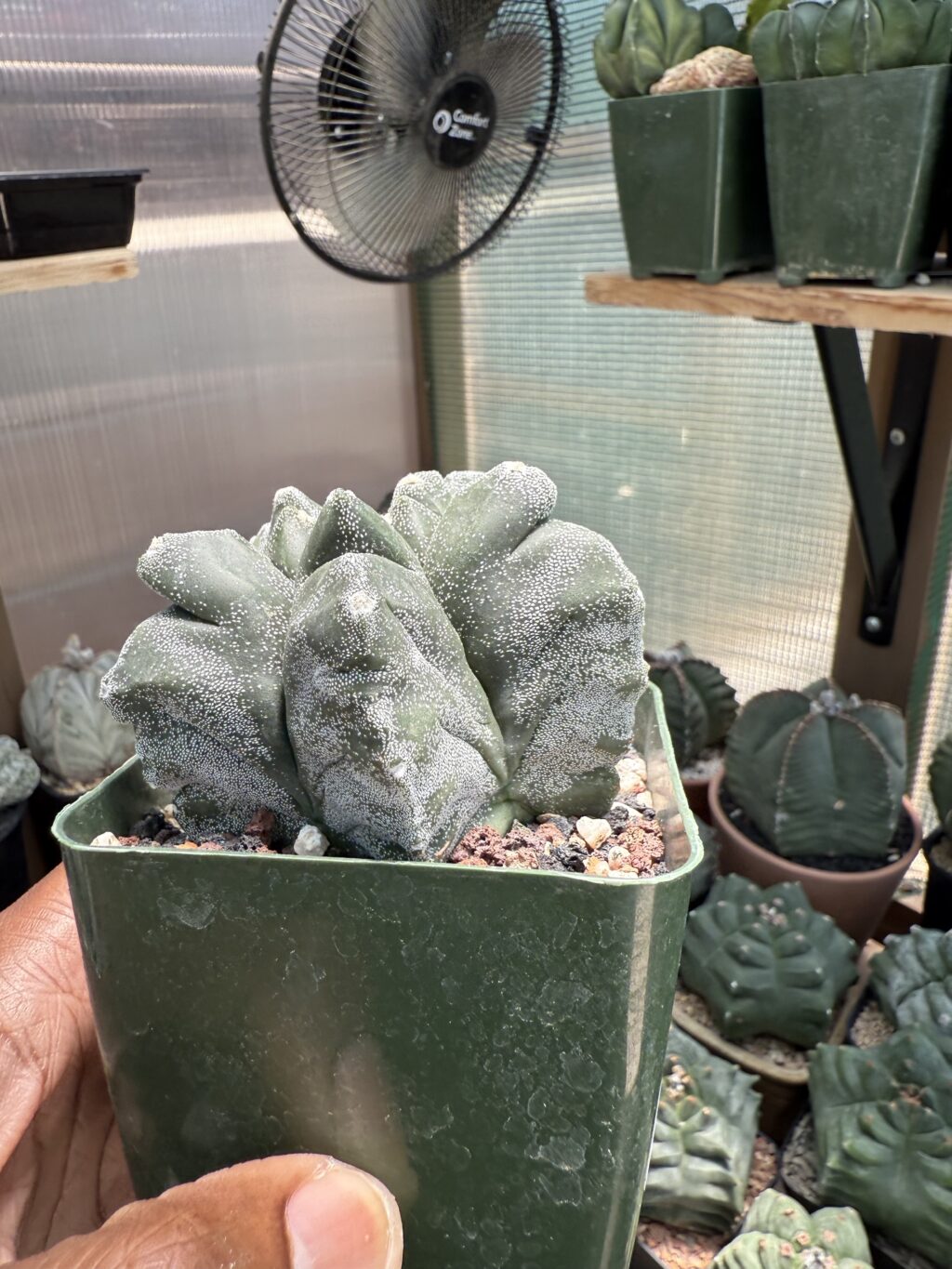 Astrophytum myriostigma cv. Kikko - Image 4