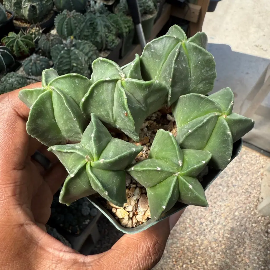 Astrophytum myriostigma seedling bundle