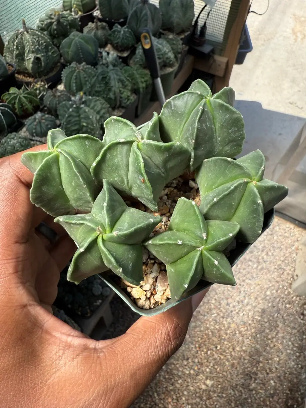 Astrophytum myriostigma seedling bundle