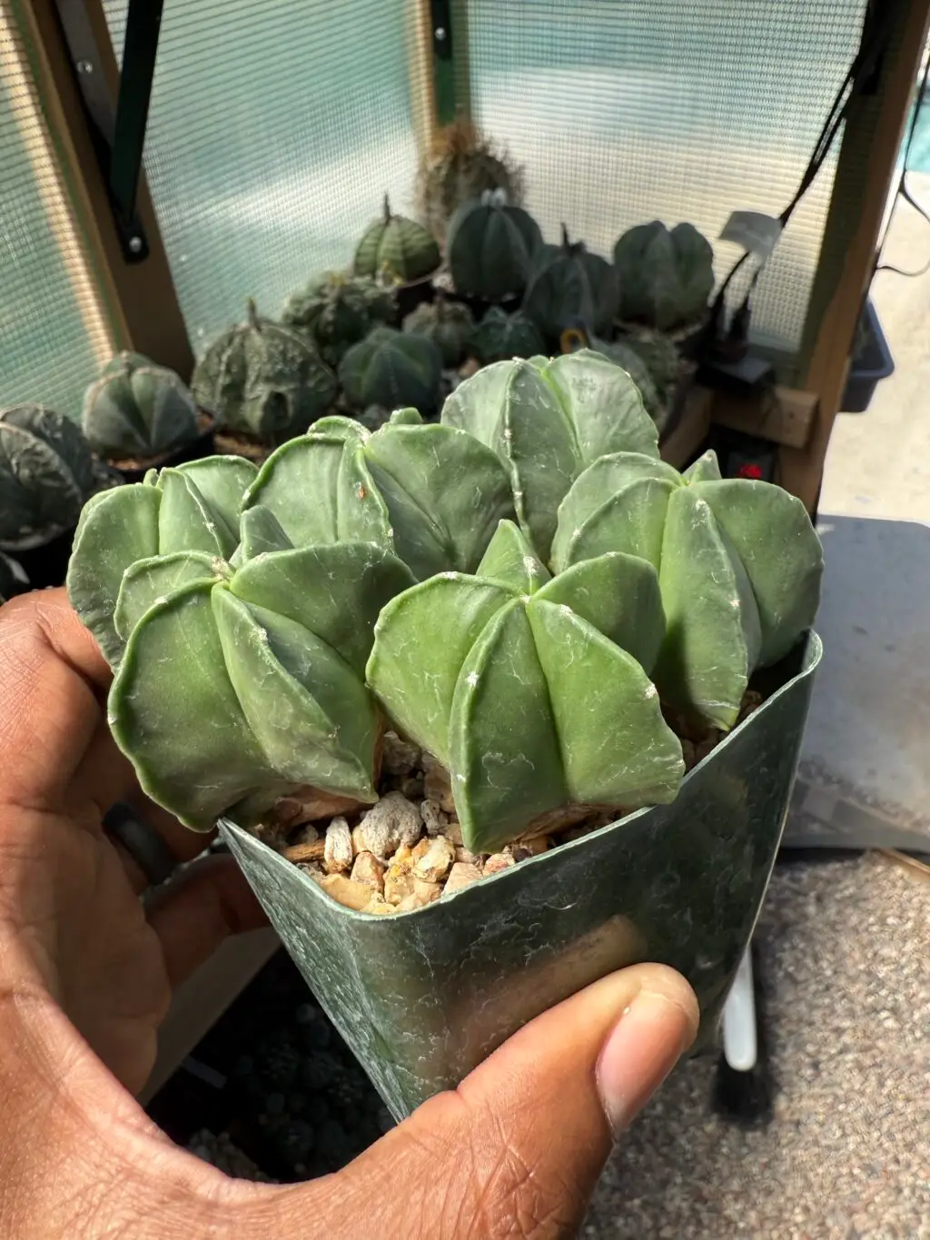 Astrophytum myriostigma seedling bundle - Image 2