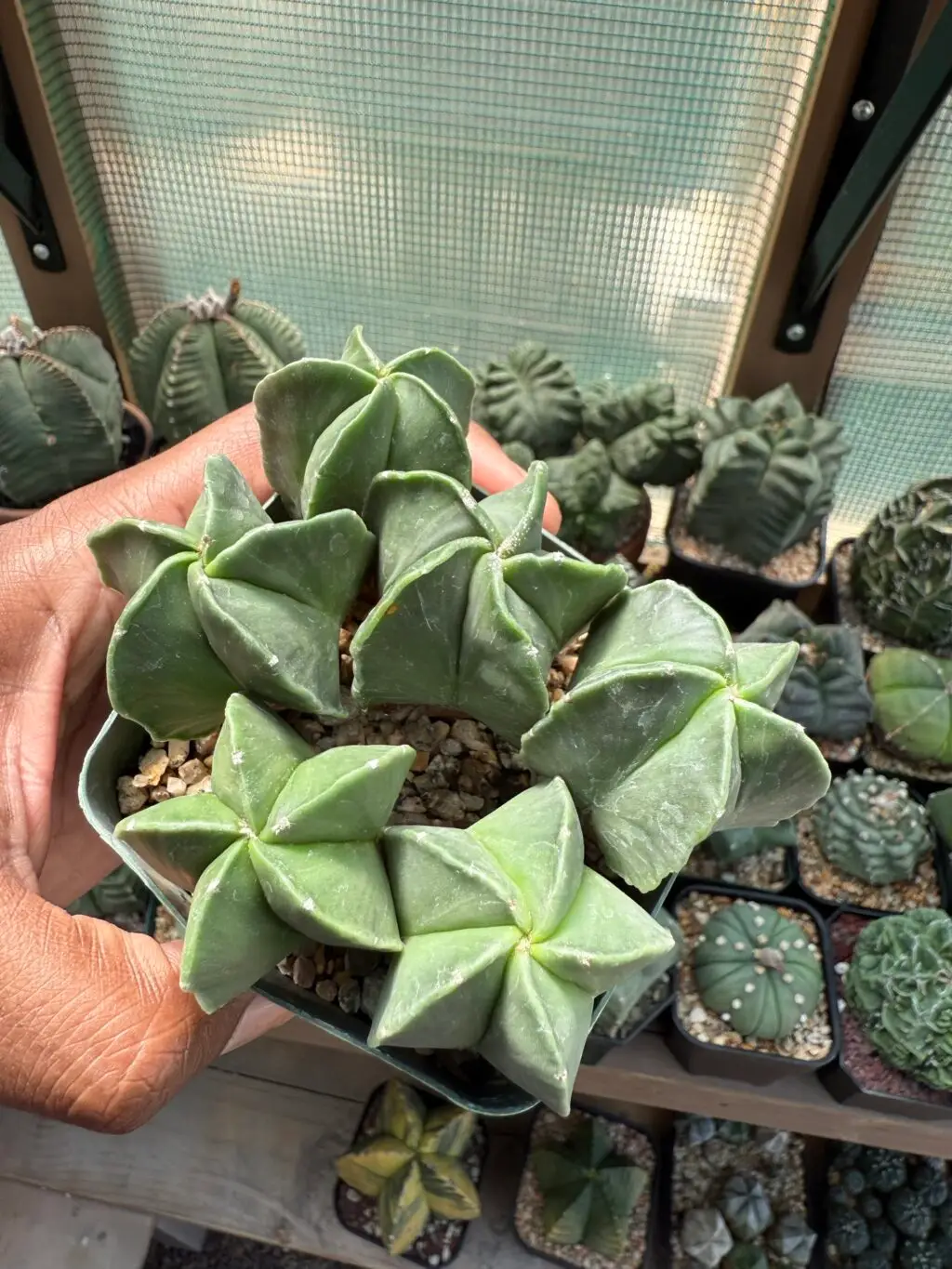 Astrophytum myriostigma seedling bundle - Image 3