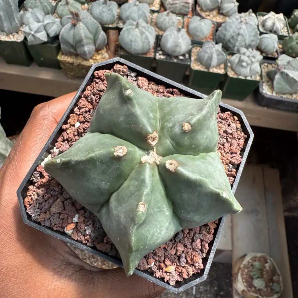 Astrophytum myriostigma nudum