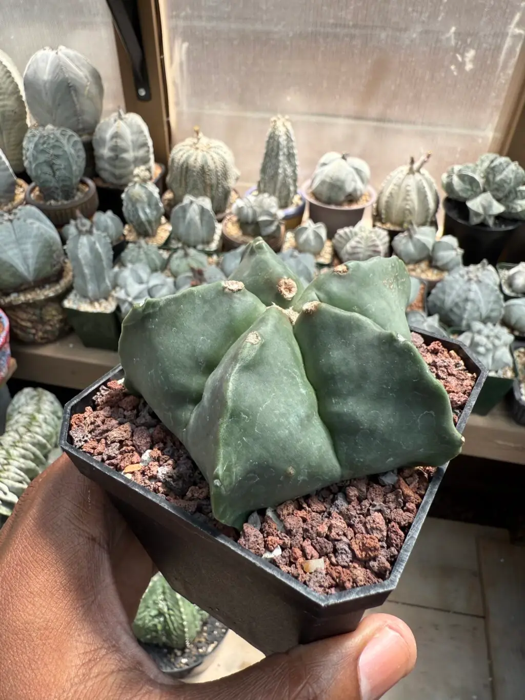 Astrophytum myriostigma nudum - Image 2