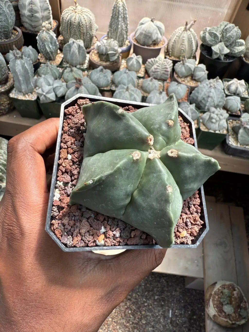 Astrophytum myriostigma nudum - Image 3