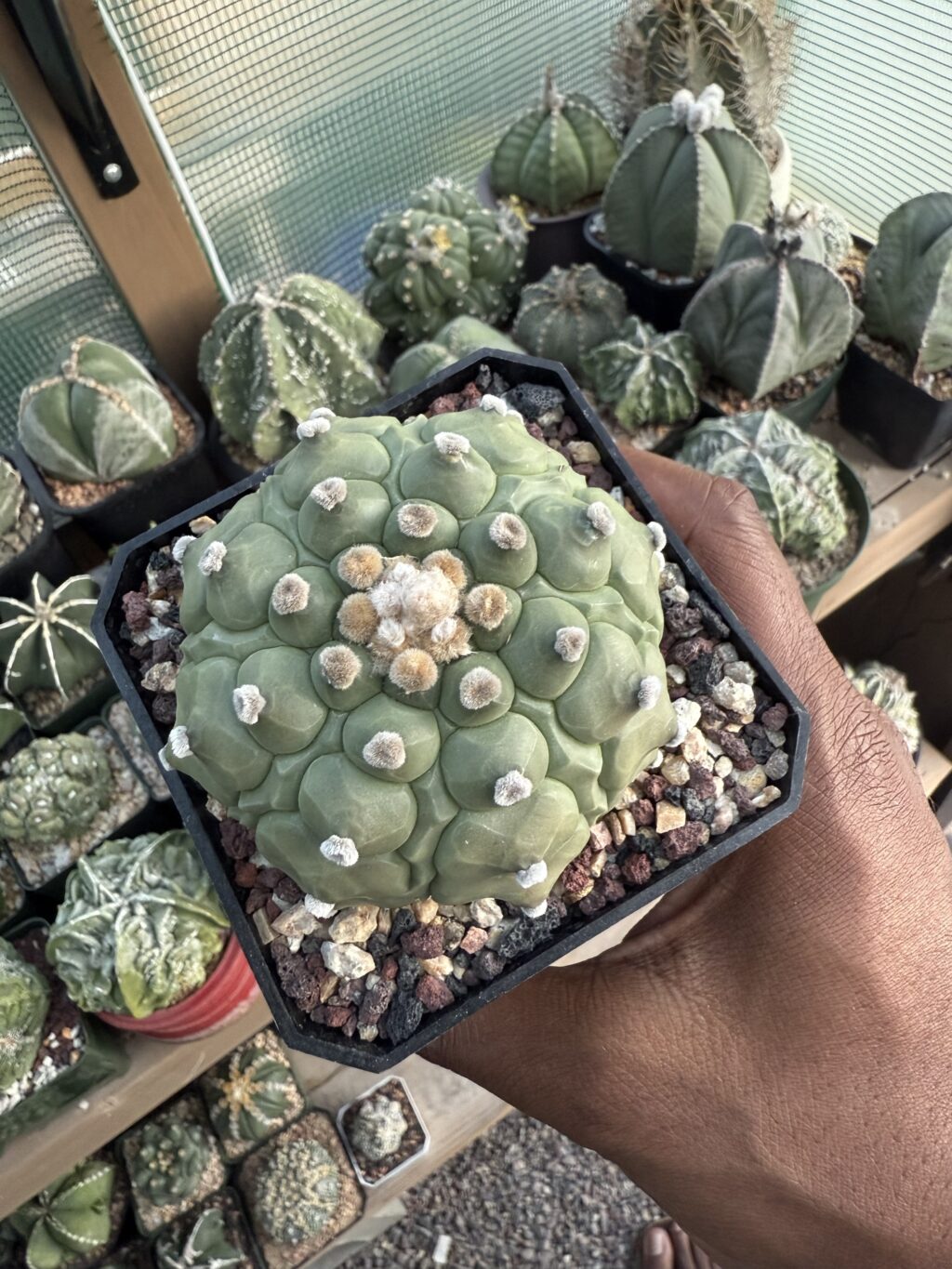 Astrophytum asterias Kikko Fukuryu - Image 2