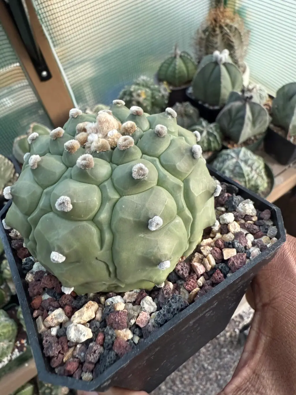 Astrophytum asterias Kikko Fukuryu - Image 4