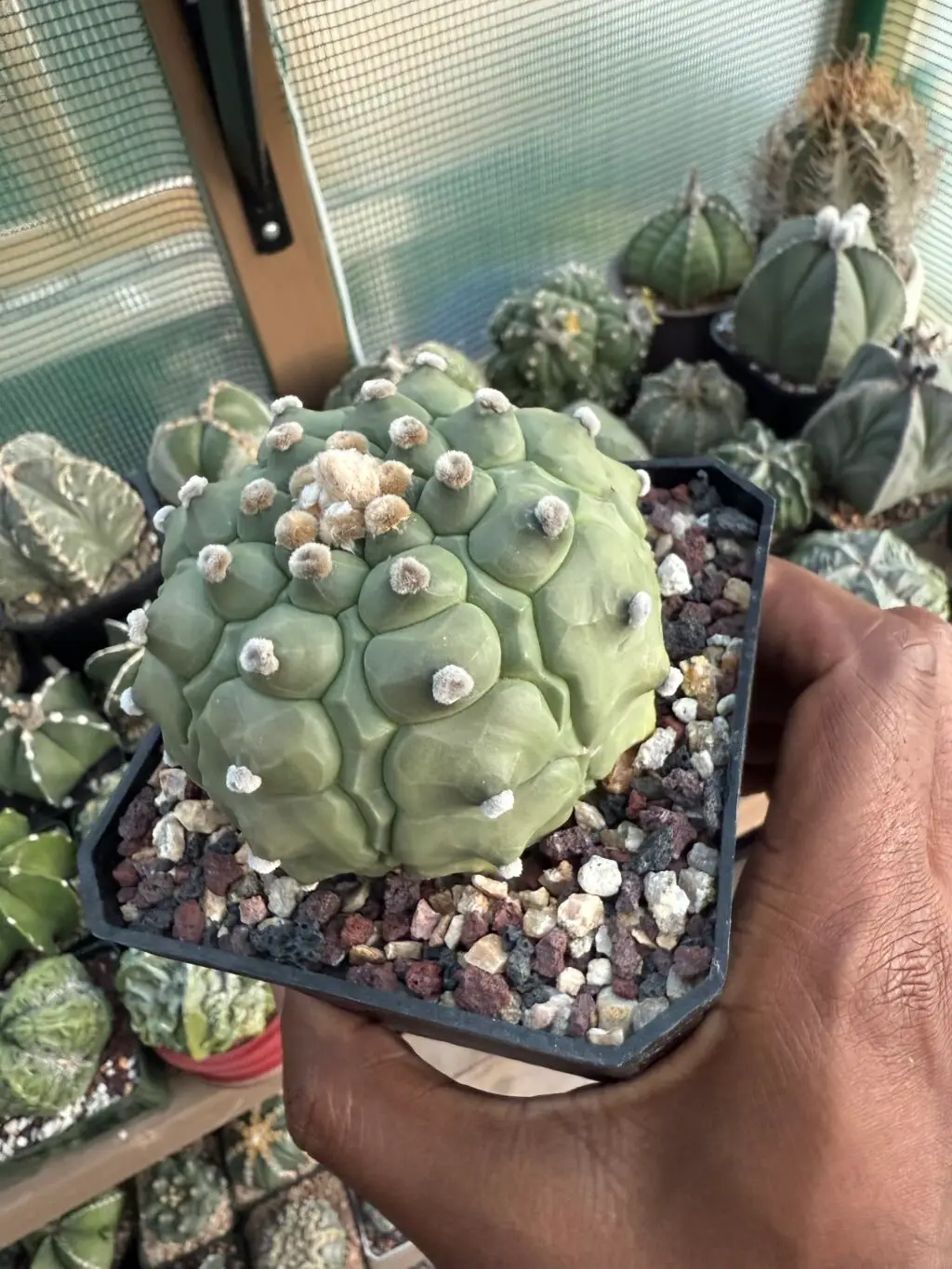 Astrophytum asterias Kikko Fukuryu - Image 3
