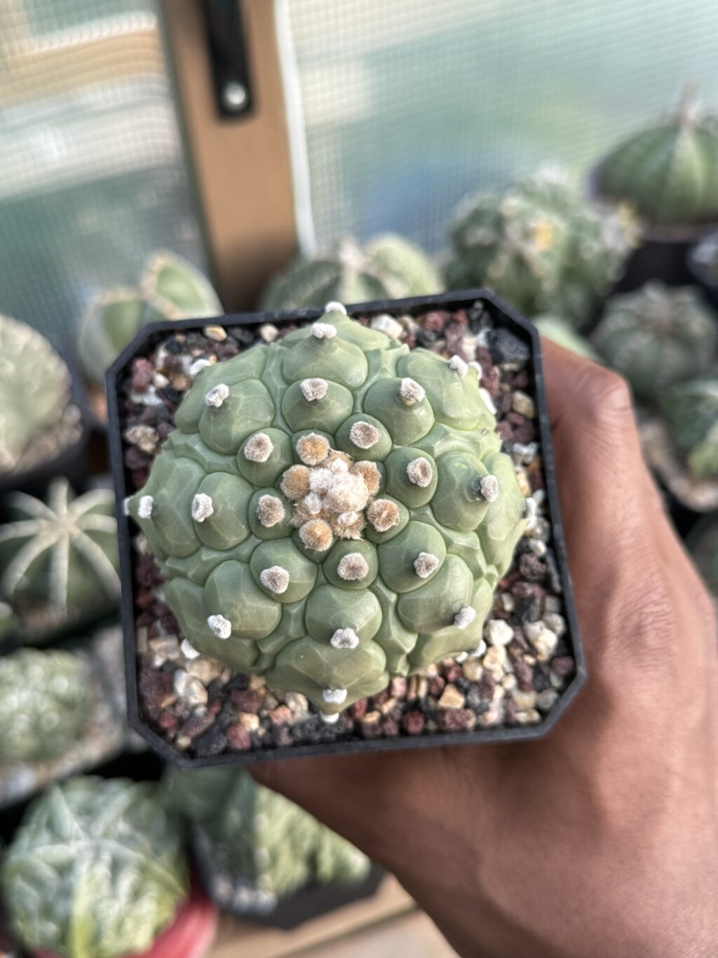 Astrophytum asterias Kikko Fukuryu