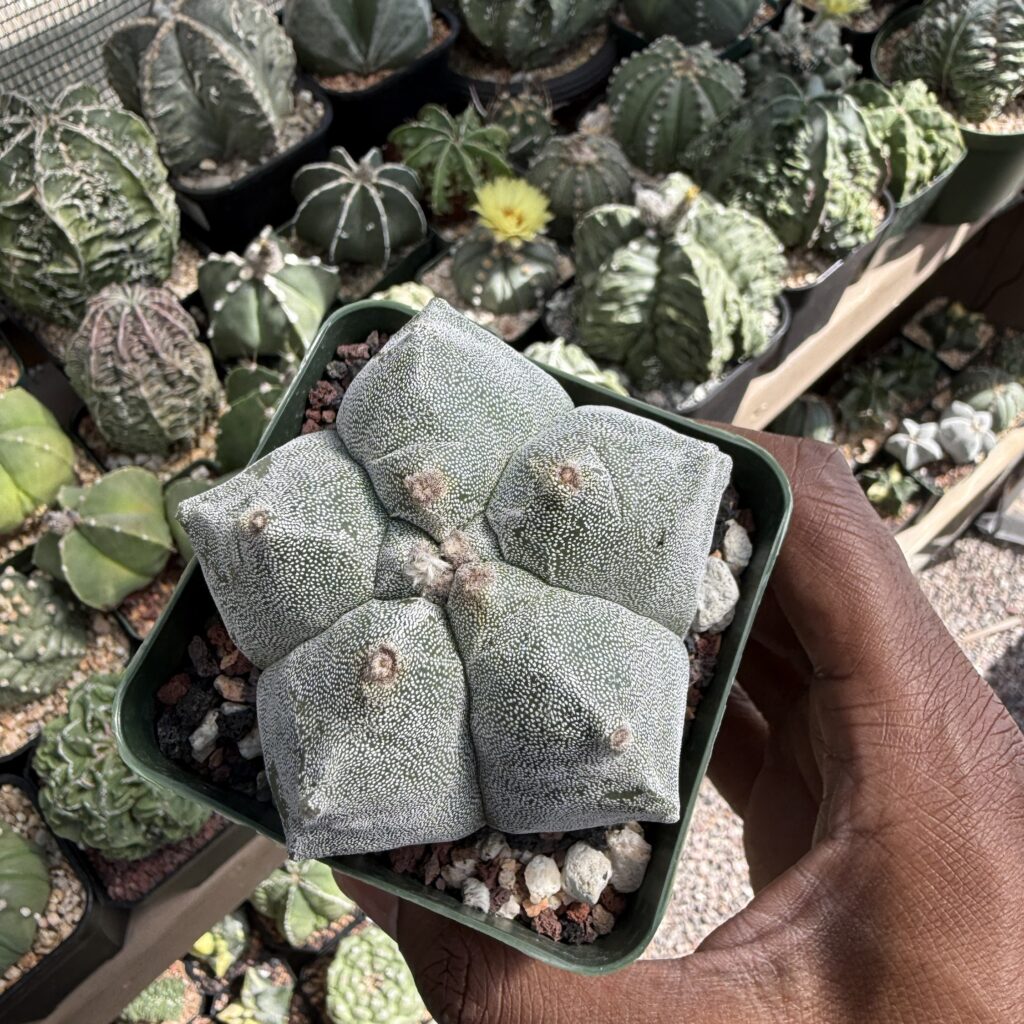 Astrophytum myriostigma cv. Kikko