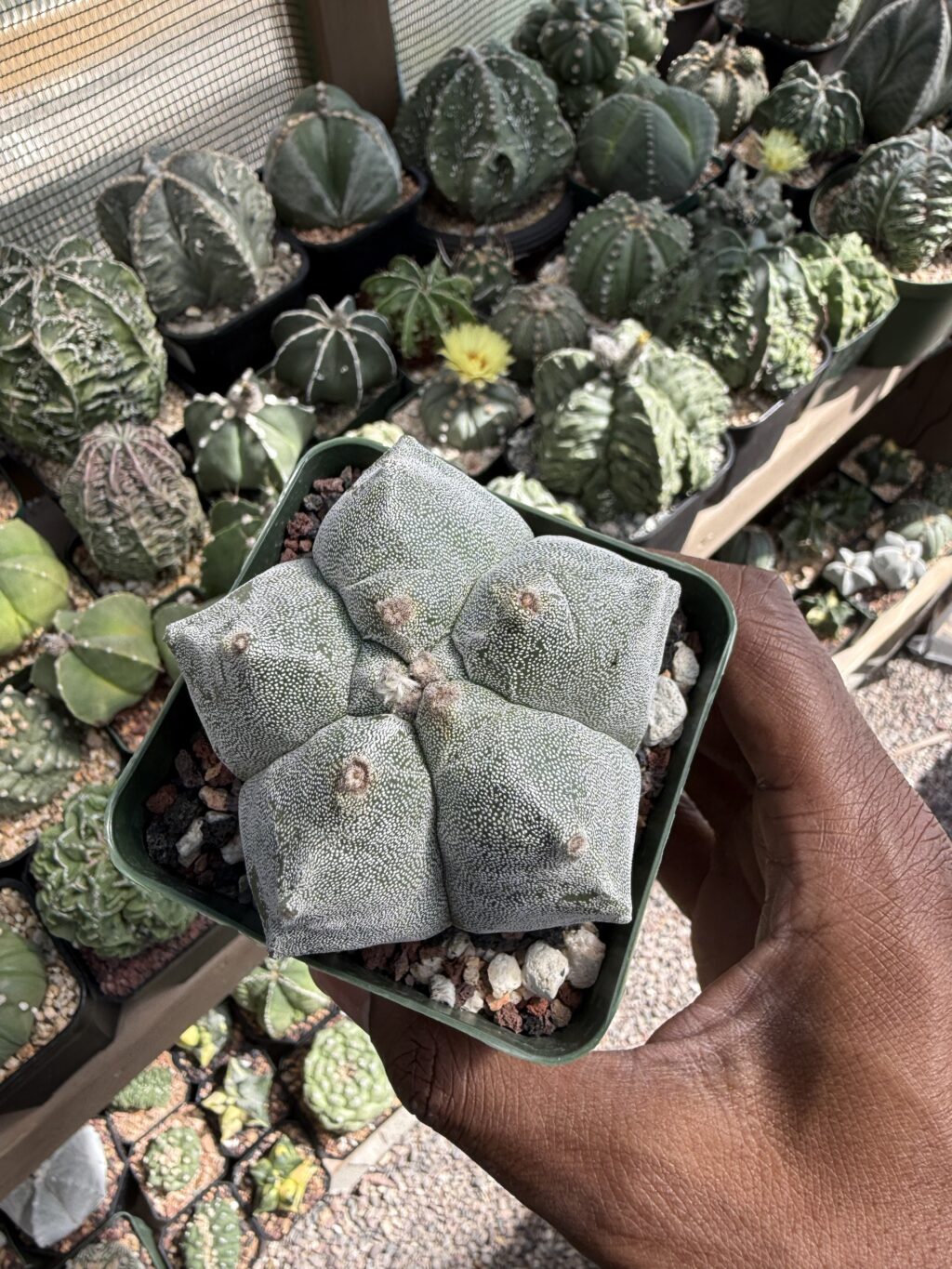 Astrophytum myriostigma cv. Kikko