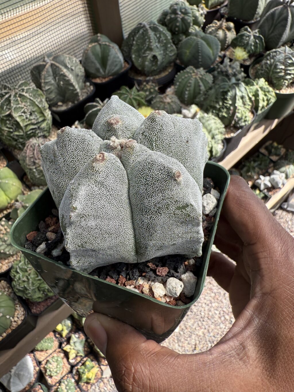 Astrophytum myriostigma cv. Kikko - Image 2