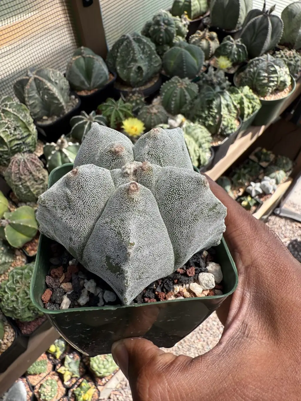 Astrophytum myriostigma cv. Kikko - Image 3