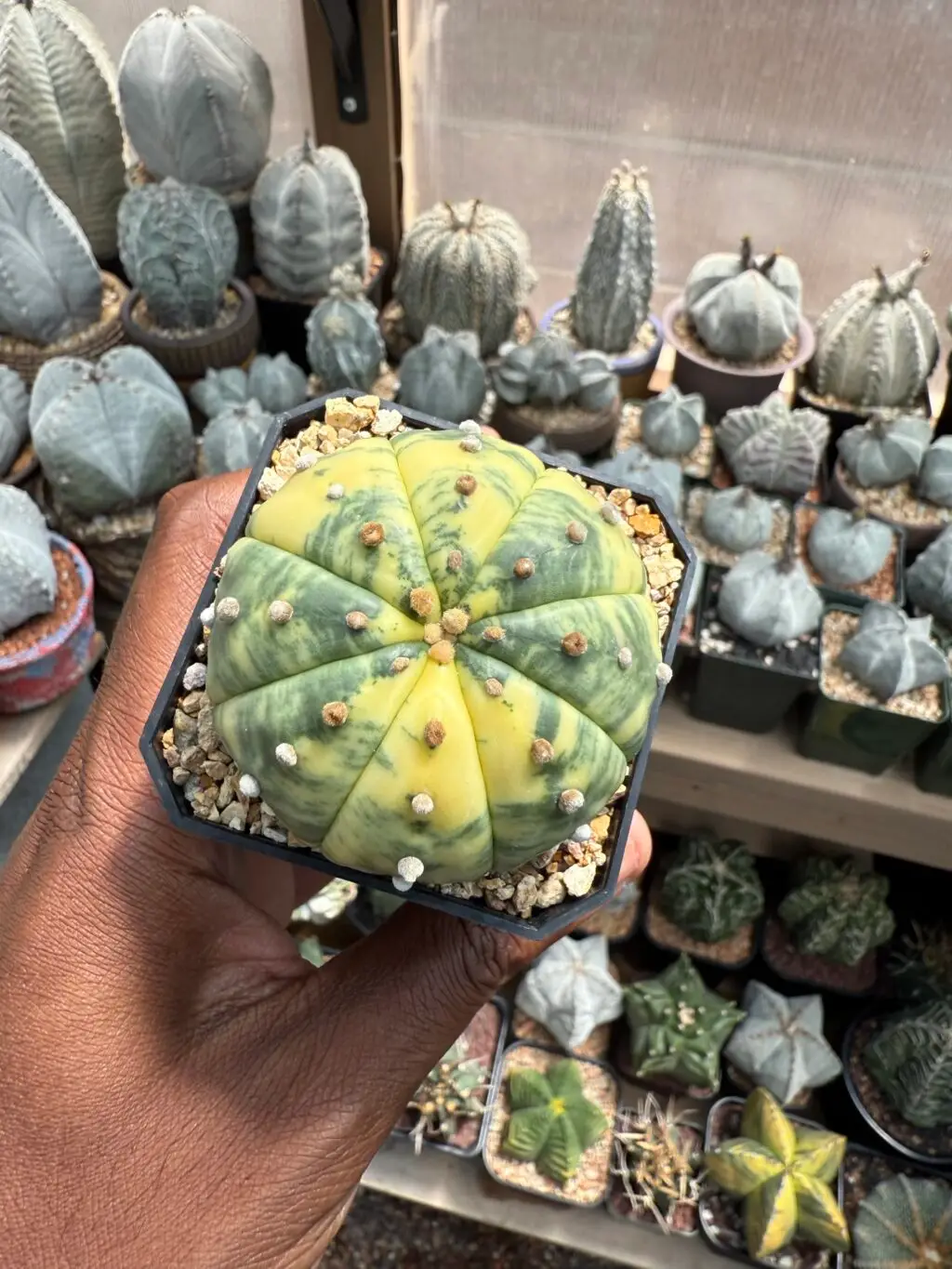 Astrophytum asterias Variegated - Image 3